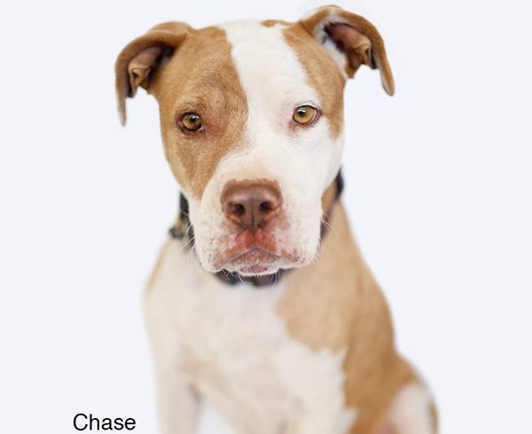 Chase Chase