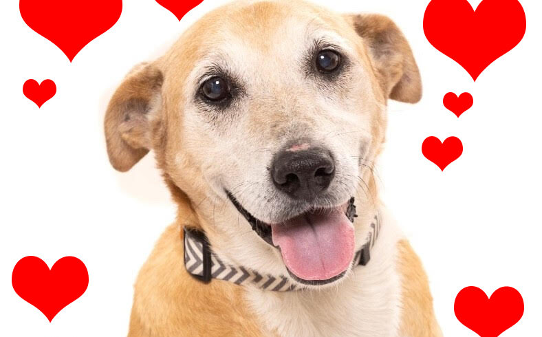 Biscuit