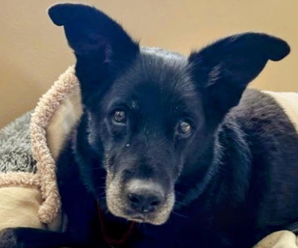 Adopt / Foster Dog List - Grand-Paws Senior Sanctuary