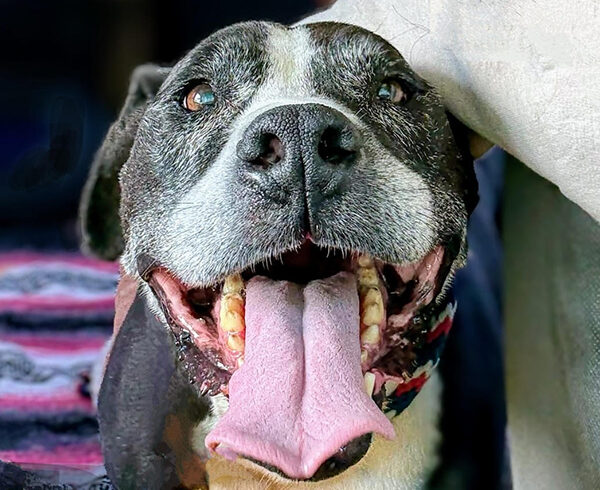 Oreo