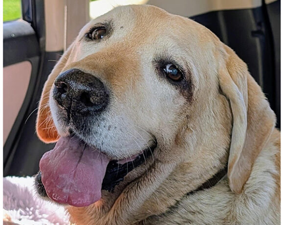 Duchess “Dutch”