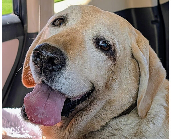 Duchess “Dutch”